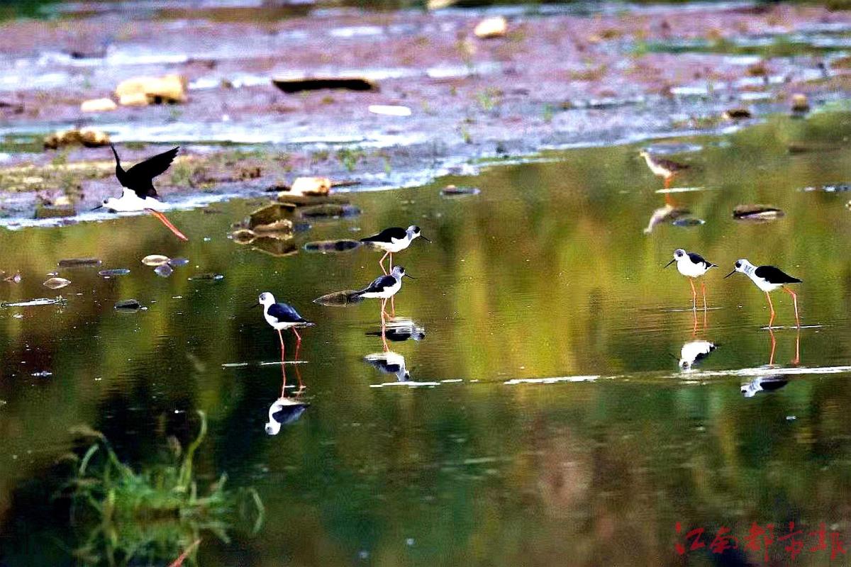 鳥界“名?！薄八掀鹞琛?>
<h3>鳥界“名模”“水上起舞”</h3>
</a>
</li>
<li>
<a href=